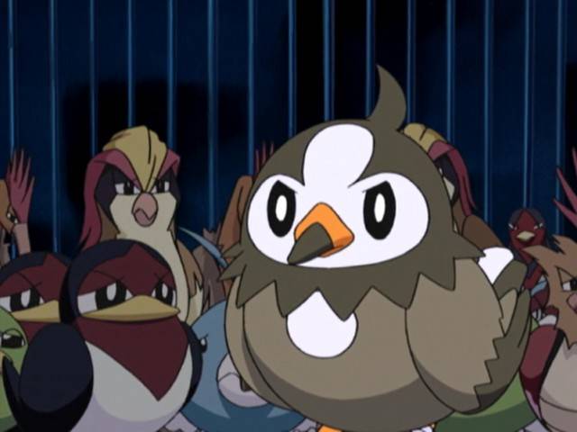 Capitulo 13 Temporada 10: ¡Ha nacido un Staravia!